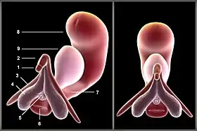 Image colorée sur fond noir, commentée.
