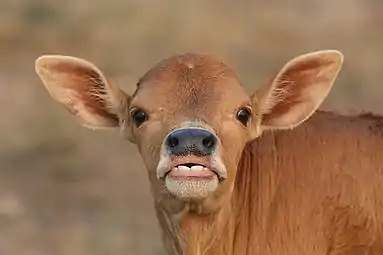 Veau avec les oreilles dressées et les dents visibles fixant l'observateurDon Det, Laos. Mars 2021