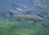 Photographie d'un poisson dans l'eau parmi ses congénères.