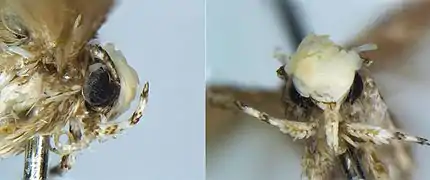 Gros plans de la tête de l'holotype, de profil (à gauche) et de face.