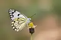 Belenois aurota aurota adulte