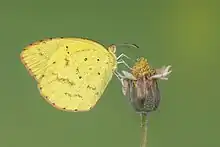 Photo d'un Eurema brigitta rubella en train de butiner une fleur