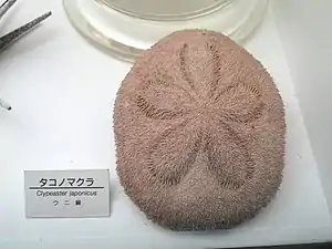 Test de Clypeaster japonicus