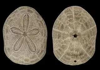 Clypeaster reticulatus (famille des Clypeasteridae).