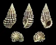 Clypeomorus persica