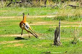 Cobe de buffon en fuite dans le parc national de la Pendjari au Bénin.