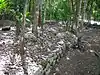 Fin du sacbe à Cobá