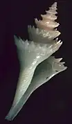 Cochlespira radiata, un Cochlespiridae.