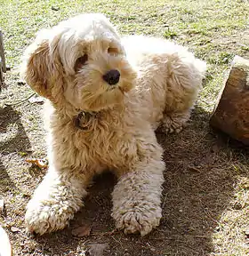 Cockapoo