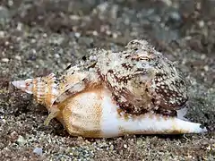 Sur un coquillage, aux Philippines.