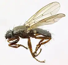 Coelopa frigida (Pays de Galles)