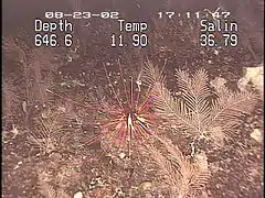 Coelopleurus floridanus à 600&nbsp;m de profondeur en mer des Caraïbes.