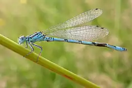 Vue d’une libellule au corps bleu.
