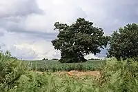 Le chène de La Potelais.