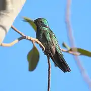 Colibri à ventre blancColibri serrirostris.
