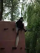 Colobus guereza.