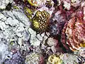 Petit corail cerveau Mussidae