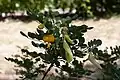 Floraison et jeunes fruits.