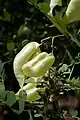 Jeunes fruits