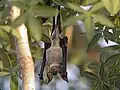 Hipposideros commersoni.