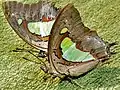 Polyura athamas (Nymphalidae)