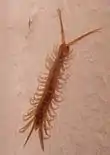 Lithobiomorpha