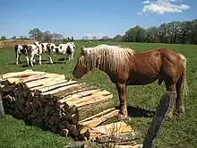 Pré clôturé avec des vaches et un cheval.