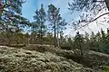 Forêt de conifères de Palokallio à Kuninkaanmäki.
