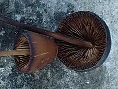 Chapeau et lamelles