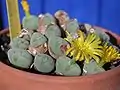 Conophytum latum