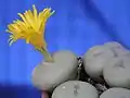 Conophytum sylkpunctatum