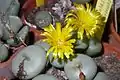 Conophytum sylkpunctatum