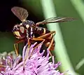 Conops quadrifasciatus, vue de face
