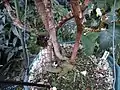 Détail de la base, spécimen cultivé
