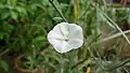 Fleur vue de face, montrant les étamines et le pistil, de Convolvulus ×despreauxii, photographiée à la Collection nationale de Convolvulacées à Châtenay-Malabry.