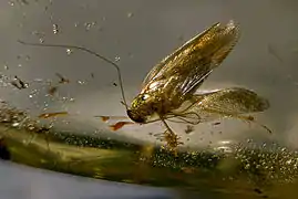 Blatte fossilisée dans du copal - autour de 100&nbsp;000&nbsp;ans