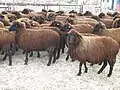 Mouton de Choumen