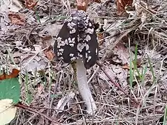 Coprin pie de la forêt d'Orient dans l'Aube, France.