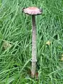 Coprinus comatusÉtat déliquescent avancé