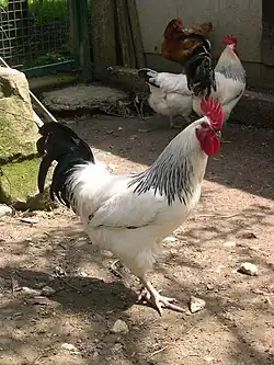 Coq bourbonnais