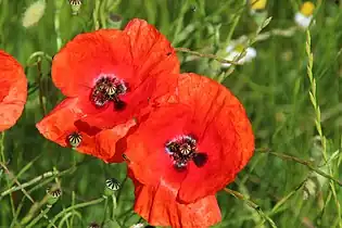 Coquelicot (Papaver rhoeas).