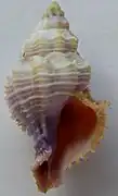 Coralliophila fearnleyi