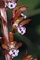 Corallorhiza maculata