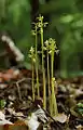 Corallorrhiza trifida