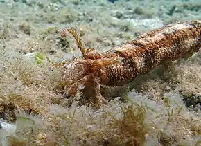 Détail de la bouche et des tentacules buccaux d'une Synapta maculata.