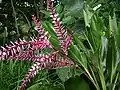 Fleurs