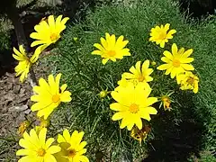 Coreopsis gigantea