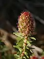 Inflorescence