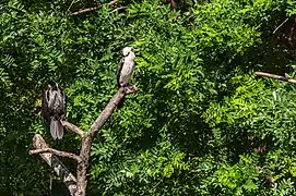 Cormorans pies, dans la grande volière du jardin des plantes de Paris.