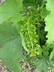 Grappe de cornalin non mature.